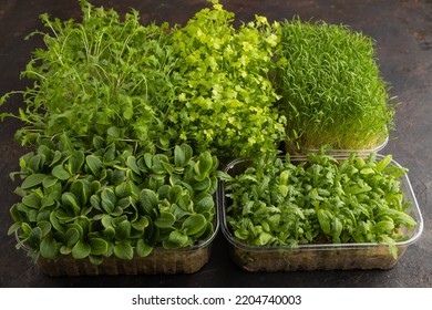 Set of boxes with microgreen sprouts of spinach, carrot, chrysanthemum, borage,  mizuna cabbage on black concrete background. Side view, copy space. - Shutterstock ID 2204740003