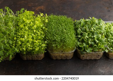 Set of boxes with microgreen sprouts of spinach, carrot, chrysanthemum, borage,  mizuna cabbage on black concrete background. Side view, copy space. - Shutterstock ID 2204740019
