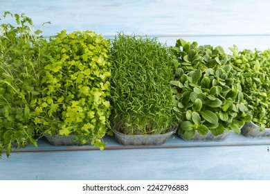 Set of boxes with microgreen sprouts of spinach, carrot, chrysanthemum, borage,  mizuna cabbage on blue wooden background. Side view, copy space. - Shutterstock ID 2242796883
