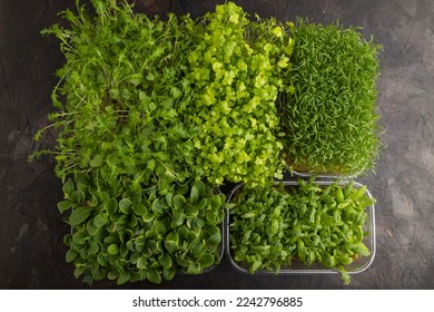 Set of boxes with microgreen sprouts of spinach, carrot, chrysanthemum, borage,  mizuna cabbage on black concrete background. Top view, flat lay, copy space. - Shutterstock ID 2242796885