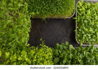 Set of boxes with microgreen sprouts of spinach, carrot, chrysanthemum, borage,  mizuna cabbage on black concrete background. Top view, flat lay, copy space, frame form. - Shutterstock ID 2243556893