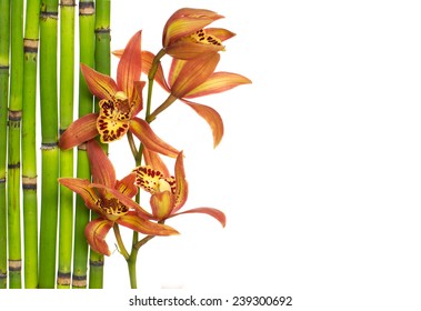 Set of branch orchid and thin bamboo grove on white 