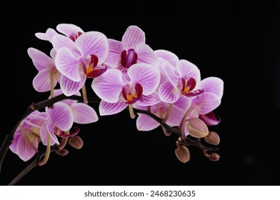 Set of branch pink orchid closeup on black background - Powered by Shutterstock