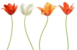 Set Of Branch Spring Tulip Flowers Isolated White