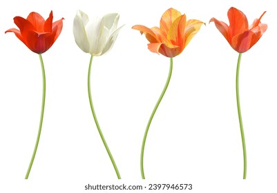Set of branch spring tulip flowers isolated white