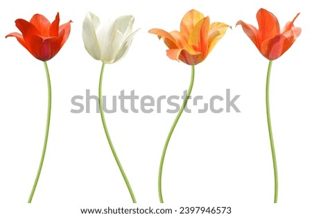 Set of branch spring tulip flowers isolated white
