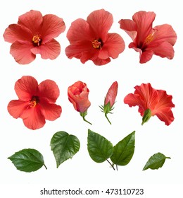 Set Of Bright Large Pink Hibiscus Flowers Buds And Leaves Isolated On White Background