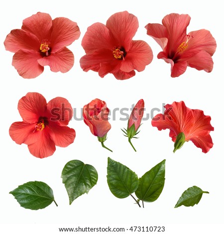 set of bright large pink hibiscus flowers buds and leaves isolated on white background