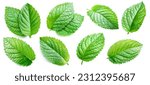 Set of bright mint leaves isolated on white background.