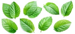 Set Of Bright Mint Leaves Isolated On White Background.
