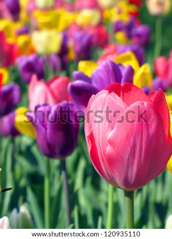 Similar – Tulip pink red Plant