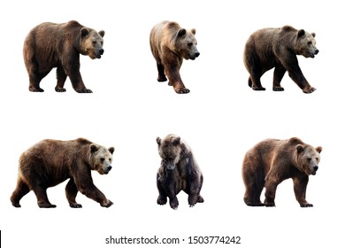 Set Of Brown Bear Over White Background