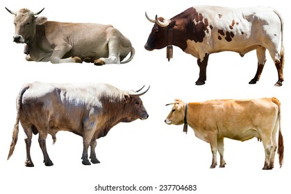 Set of bulls and cow. Isolated over white  background 