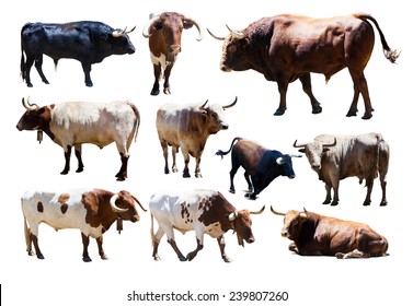 Set of bulls. very white  background 