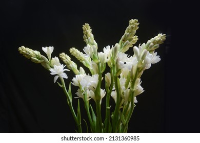 Set of bunch of tuberose flowers and buds against black background ,
