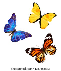 Set Butterflies Different Colors Isolated On Stock Photo 1386697871 ...