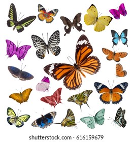 Big Set Colorful Monarch Butterfly Isolated Stock Photo 501263869 ...