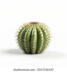 Set of cactus plants, succulents, 3D rendering. For digital composition, illustration, graphics