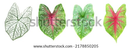 set of caladium leaf isolated on white background