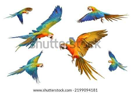 Set of Catalina parrot isolated on white background.