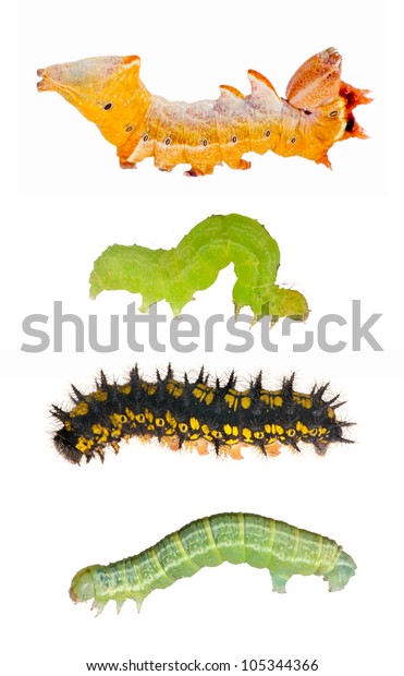 Set Caterpillars Isolated On White Background Stock Photo 105344366 ...