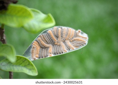 A set of caterpillars lined up under the leaf of a tree in dark and yellow shades.