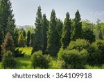 Set of cedars and junipers in botanic garden 
