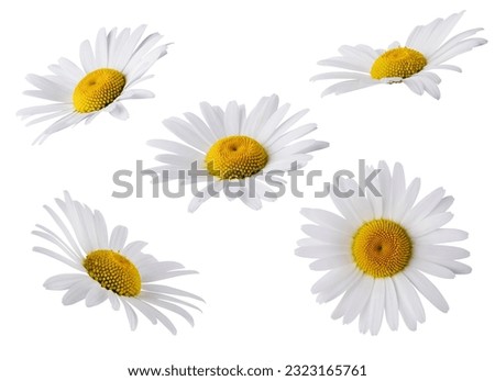 Set of Chamomile flower head isolated on white background. Daisy flower, medical plant. Chamomile flower as an element for your design.