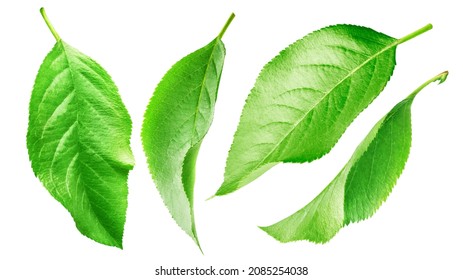 Set Of Cherry, Plum And Apple Tree Leaves Isolated On White Background.