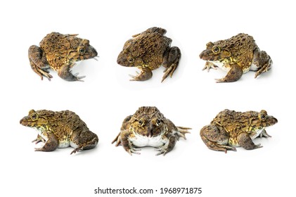 313 Bullfrog farming Images, Stock Photos & Vectors | Shutterstock