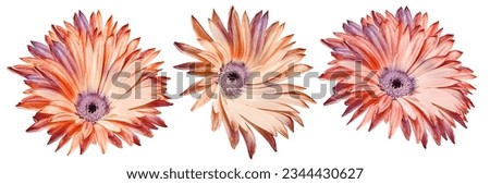 Set Chrysanthemum flower  on white isolated background with clipping path. Closeup.  Nature. 