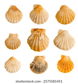 set of clam shells on a transparent background