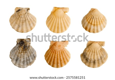 set of clam shells on a transparent background