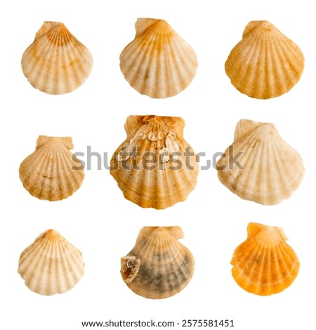 set of clam shells on a transparent background