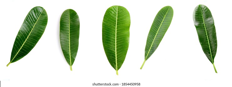 Set Of Close Up Of Plumeria Or Frangipani (tropical Flowers, Hawaiian Lei Flower) On White Background.