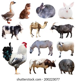 Set of cock and other farm animals. Isolated over white background 