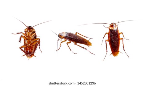 1,476 Thailand Cockroach Images, Stock Photos & Vectors | Shutterstock