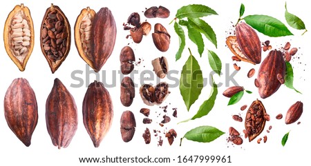 Set with A lot of cocoa pod and beans, cracked and whole isolated on a white background