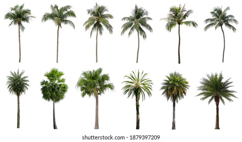 Set of coconut and palm trees isolated on white background, Suitable for use in architectural design, Decoration work, Used with natural articles both on print and website. - Shutterstock ID 1879397209