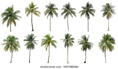 Set of coconut and palm trees isolated on white background, Suitable for use in architectural design, Decoration work, Used with natural articles both on print and website.