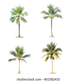 Set of coconut tree isolated
