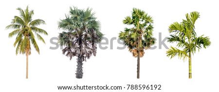 Set of Coconut tree and Palm tree collection isolated on white background.