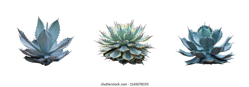 Set collection Agave plant isolated on white background.This has clipping path. - Powered by Shutterstock