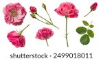 set  collection of beautiful pink roses, flowers, buds and leaf, isolated over a transparent background, cut-out floral, perfume  essential oil or garden design elements, top view  flat lay, PNG