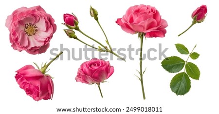 Similar – Image, Stock Photo Rose buds and petals on a textured paper background. Background for Mother’s Day, St. Valentine’s Day, March 8. Top view, flat lay. Card design. Template with copy space.