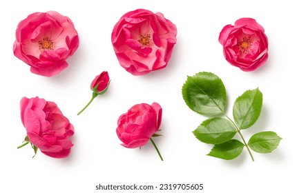 set or collection of beautiful pink wild rose flowers, bud and leaf isolated over a white background, cut-out colorful magenta floral or garden design elements, top view, flat lay - Shutterstock ID 2319705605