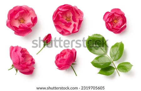 set or collection of beautiful pink wild rose flowers, bud and leaf isolated over a white background, cut-out colorful magenta floral or garden design elements, top view, flat lay