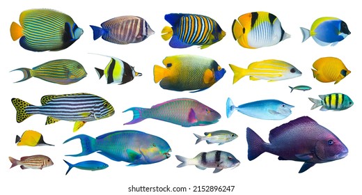 set collection of colorful tropical fish like angelfish snapper surgeonfish and butterflyfish isolated on white background. indian ocean and red sea underwater fishes sealife concept - Powered by Shutterstock