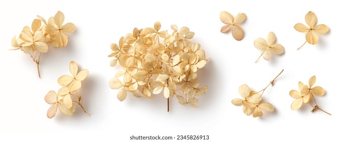 set collection of delicate dry hydrangea flowers isolated over a white background, feminine natural autumn, garden, boho or wedding scene design elements, top view, flat lay