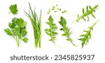 set collection of fresh Mediterranean herbs: parsley, chives and arugula leaves and chopped pieces isolated over a white background, herbal food and cooking design elements, top view, flat lay